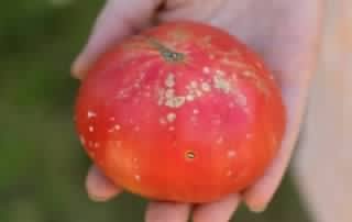 consejos para la jardineria de tomates en el patio trasero manejo de plantas de tomate demasiado grandes